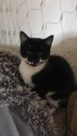 Lost Cat