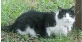 Lost Cat
