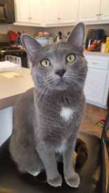 Lost Cat