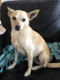 Lost Dog