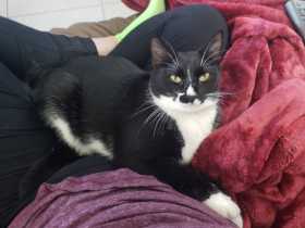Lost Cat