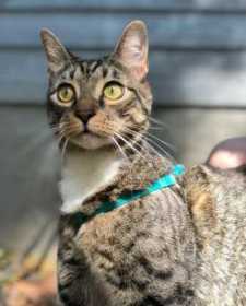 Lost Cat