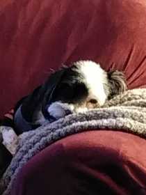 Lost Dog