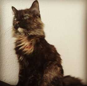 Lost Cat