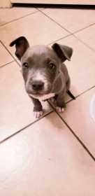 Lost Dog