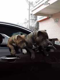 Lost Dog
