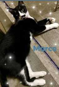 Lost Cat