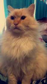 Lost Cat