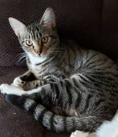 Lost Cat