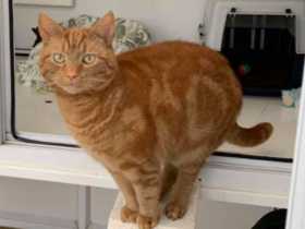 Lost Cat