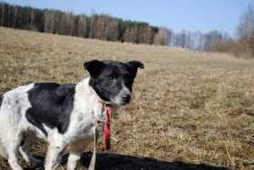 Lost Dog