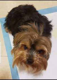Lost Dog