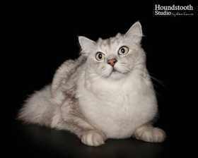 Lost Cat