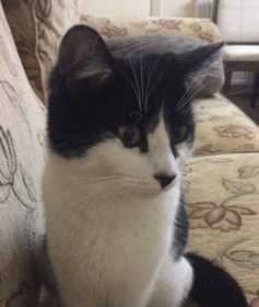 Lost Cat