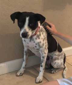 Lost Dog