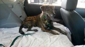 Lost Dog