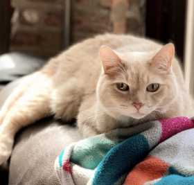 Lost Cat