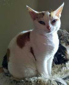 Lost Cat