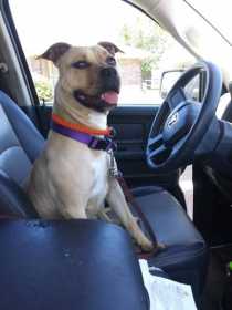 Lost Dog