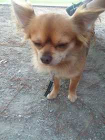 Lost Dog
