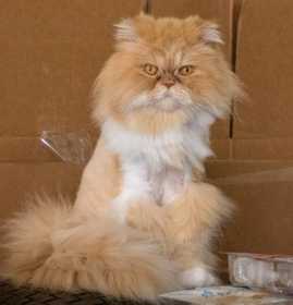 Lost Cat