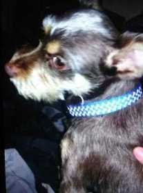 Lost Dog