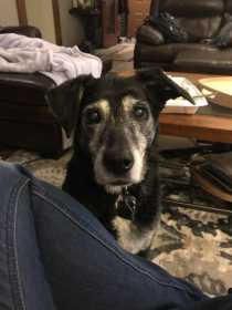 Lost Dog