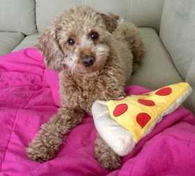 Lost Dog
