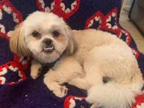 Lost Dog