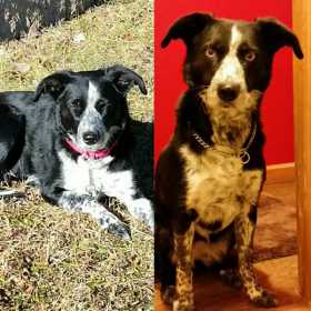 Lost Dog