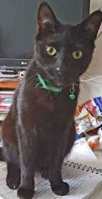Lost Cat