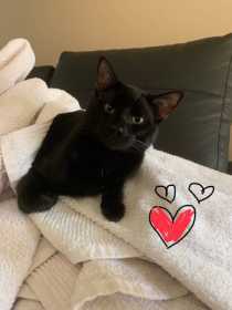Lost Cat