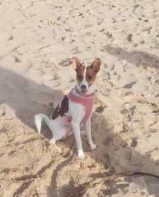 Lost Dog