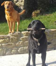 Lost Dog