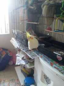 Lost Cockatiel