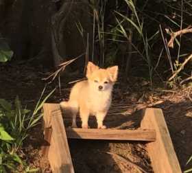 Lost Dog