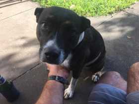 Lost Dog