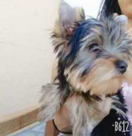 Lost Dog