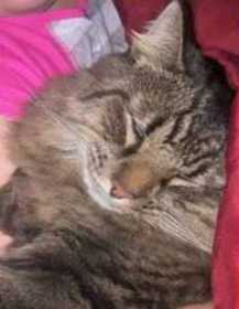 Lost Cat