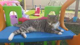 Lost Cat