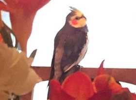 Lost Cockatiel