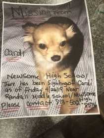 Lost Dog