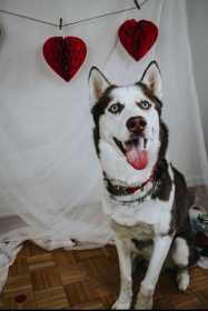 Lost Dog