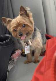 Lost Dog