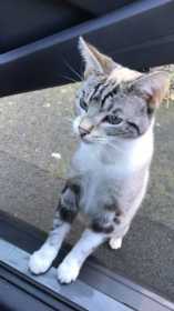Lost Cat