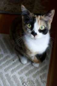 Lost Cat
