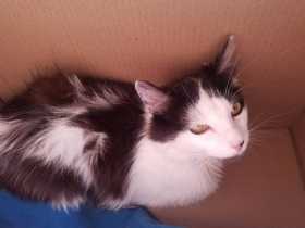 Lost Cat