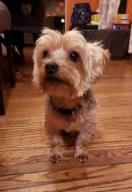 Lost Dog