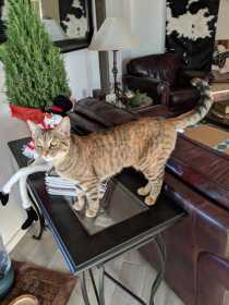 Lost Cat