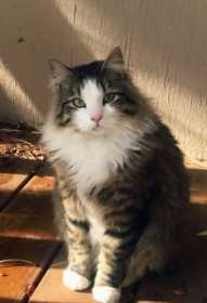 Lost Cat